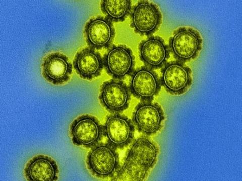 Influenza viruses