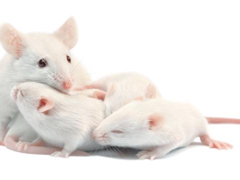 Mouse mom