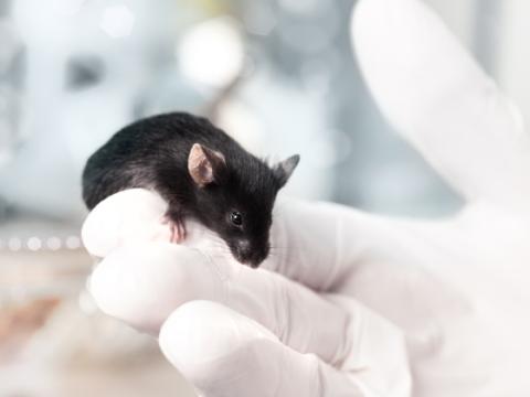 Lab mouse