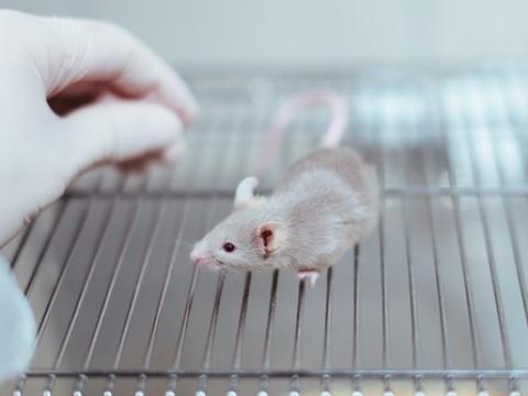 Lab mouse