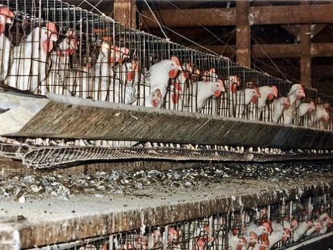 Laying hens