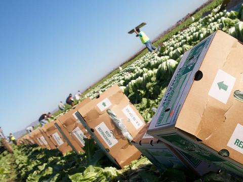 Lettuce field workers