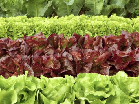Rows of lettuce in field