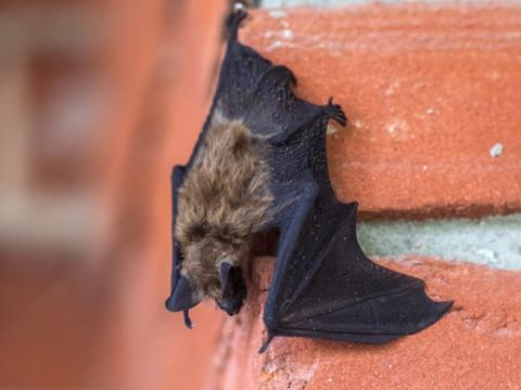 Little brown bat