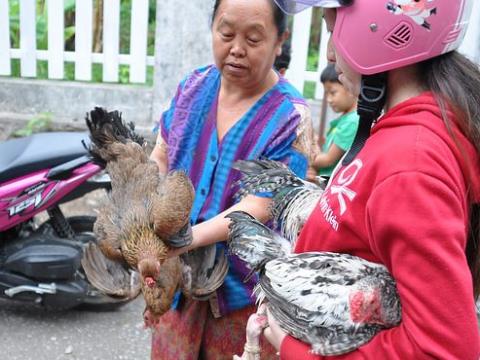 Live-poultry market