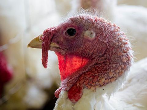 Lone turkey
