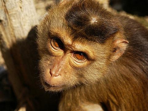 Macaque