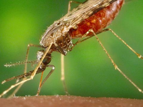 Malaria mosquito