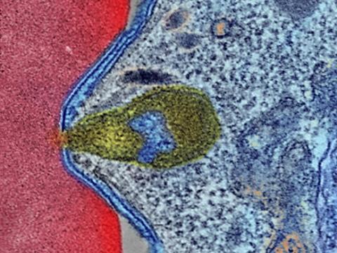 Malaria parasite attaching to human blood cell