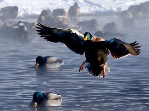 mallard landing