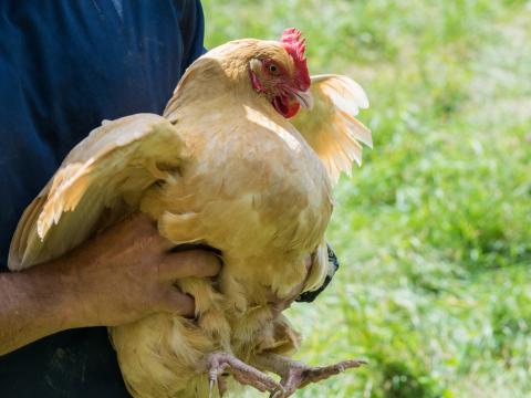 Holding a chicken
