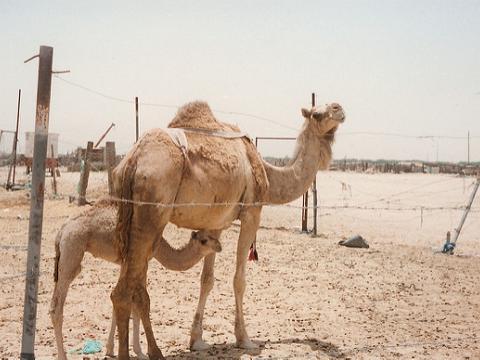 mom and baby camel