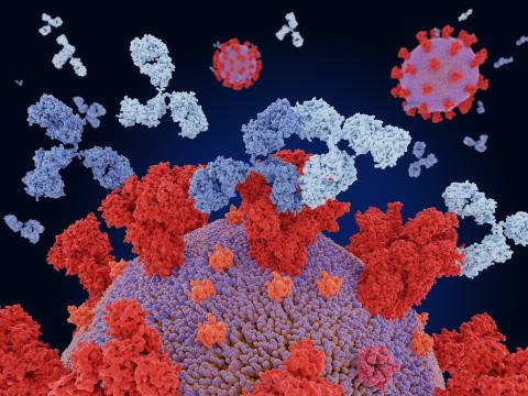 Monoclonal antibodies and SARS-CoV-2 viruses