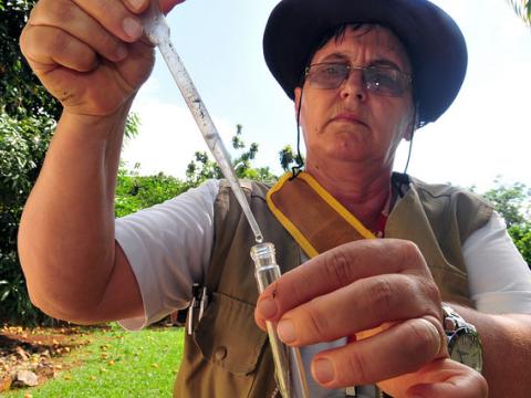 Mosquito control