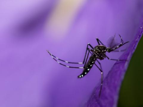 Mosquito on purple flower