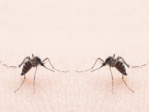 mosquito duo