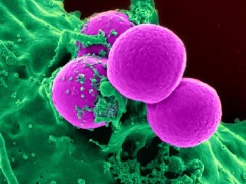 MRSA