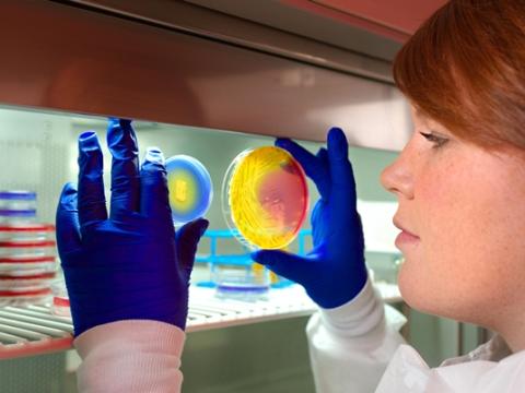 MRSA plates