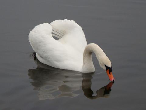 Mute swan