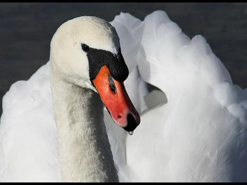 Mute swan