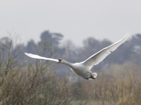 Mute swan in flight