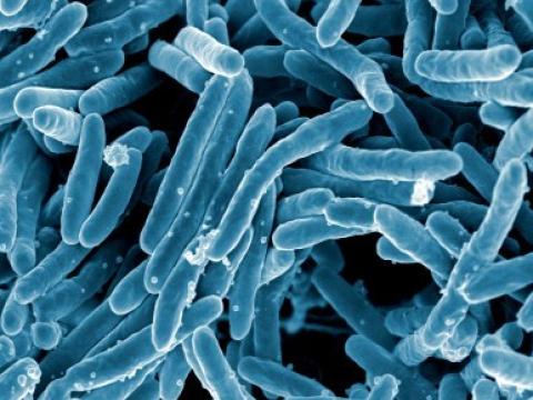 Mycobacterium tuberculosis bacteria