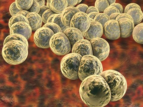 Neisseria gonorrhoeae