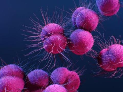 Neisseria gonorrhoeae, the bacterium that causes gonorrhea
