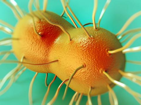 Neisseria gonorrhoeae