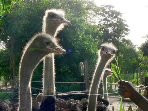 Ostrich farm