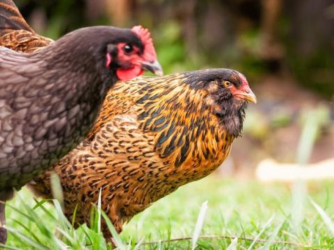 Pair of chickens in grass