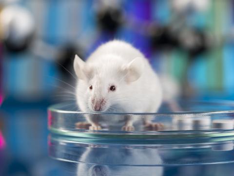 Petri mouse