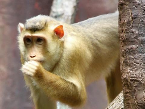 Pig-tailed macaque