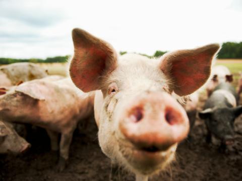 Pig closeup