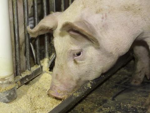 Pig feeding