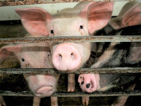 Pigs in pen