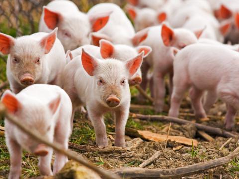 Piglets