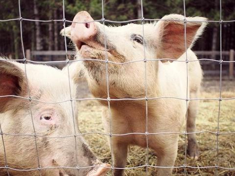 Pigs in pen