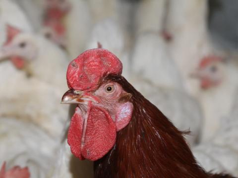 Poultry farm