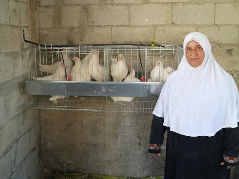 Poultry farmer in Palestine