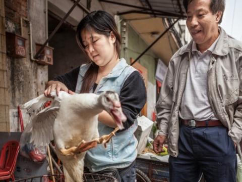 Poultry market
