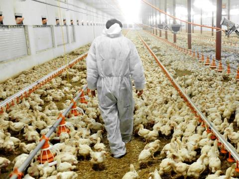 Poultry worker in barn
