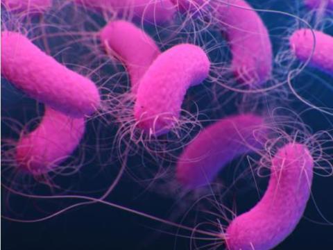Pseudomonas aeruginosa bacteria