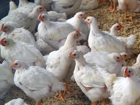 Chicken flock