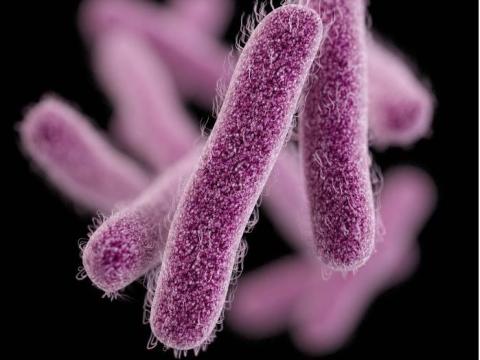 Drug-resistant Shigella