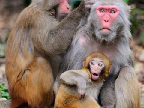 Rhesus macaques