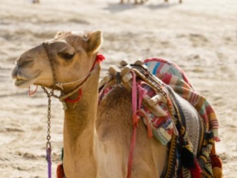 Camel