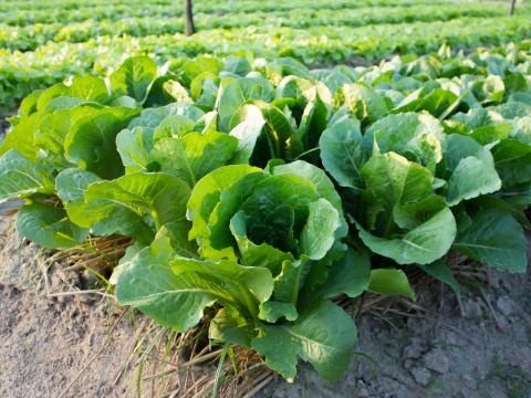romaine farm
