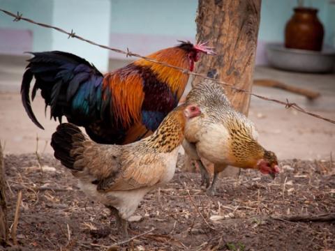 Rooster and chickens