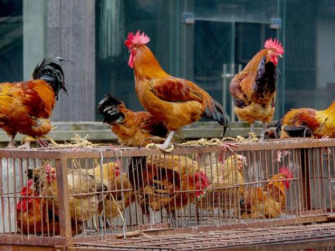 Roosters and chickens